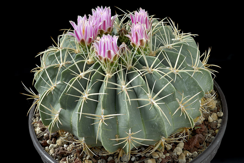 Ferocactus macrodiscus D. 15 € 20.00.jpg